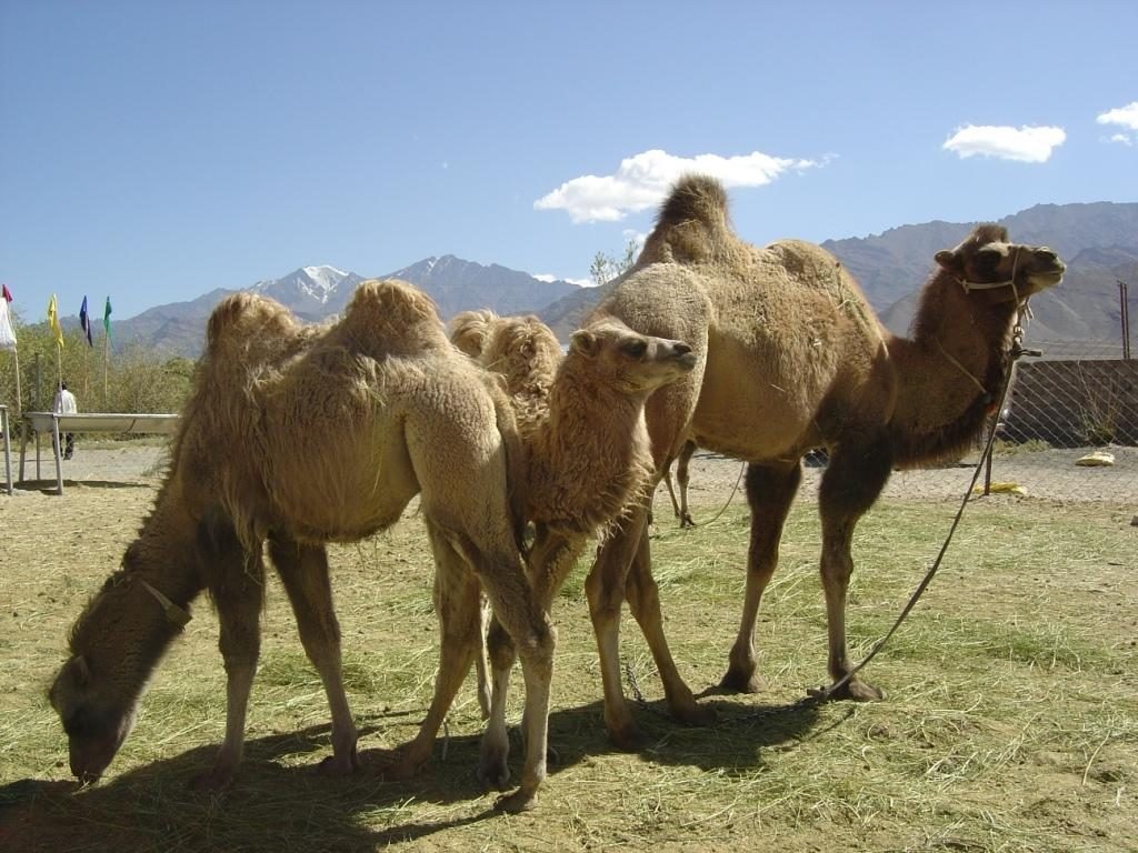 Habitants de Leh Ladakh Inde - Voyage en Inde