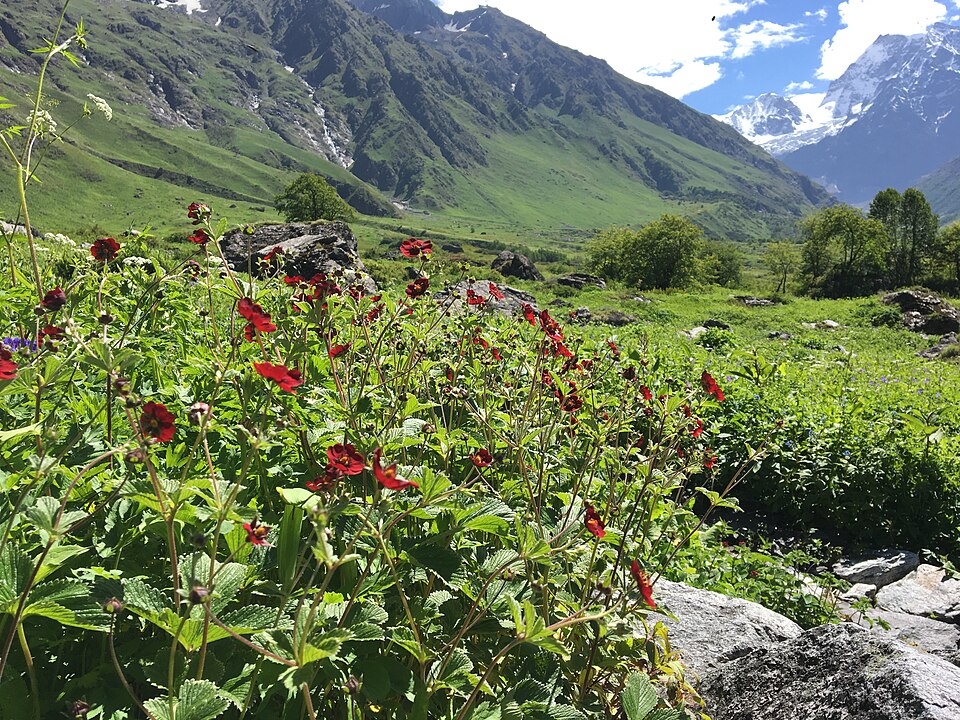 Vallée des Fleurs Flowers_Blossom_At_valley_of_flowers_Chamoli Uttarakhand India