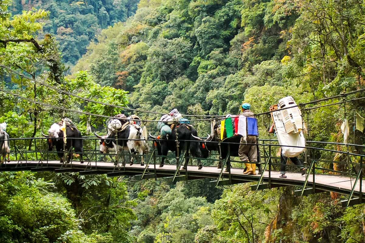 Goechala3 - Goechala - Voyage au Sikkim