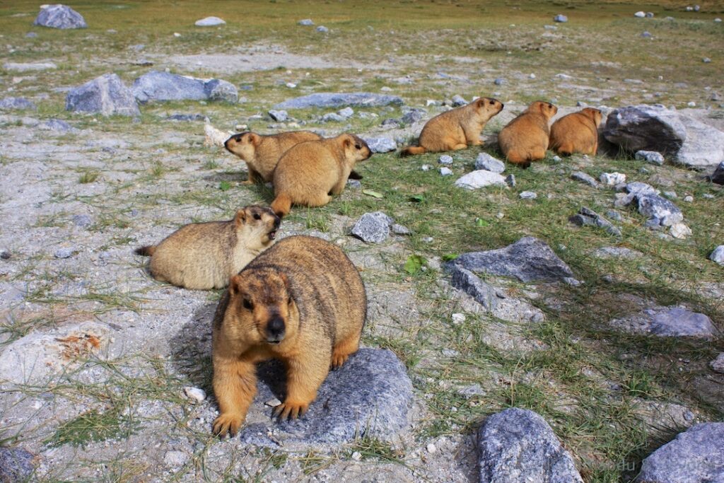 Trekking au Ladakh - Voyage en Inde